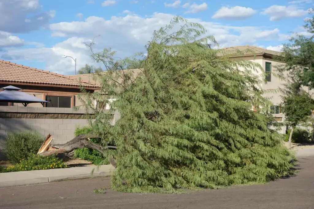 Large uprooted tree with a snapped trunk lying across a residential street and sidewalk, requiring emergency tree removal.