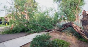 Monsoon Tree Damage
