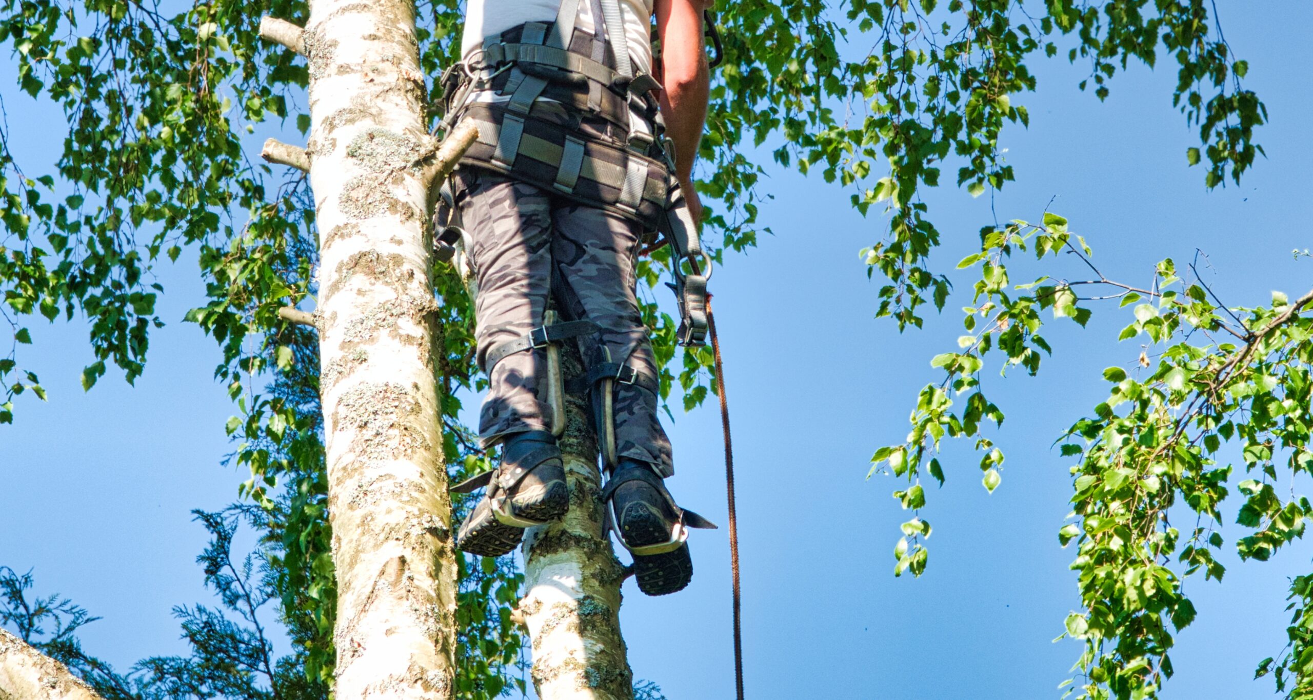 Tree Trimming in Phoenix