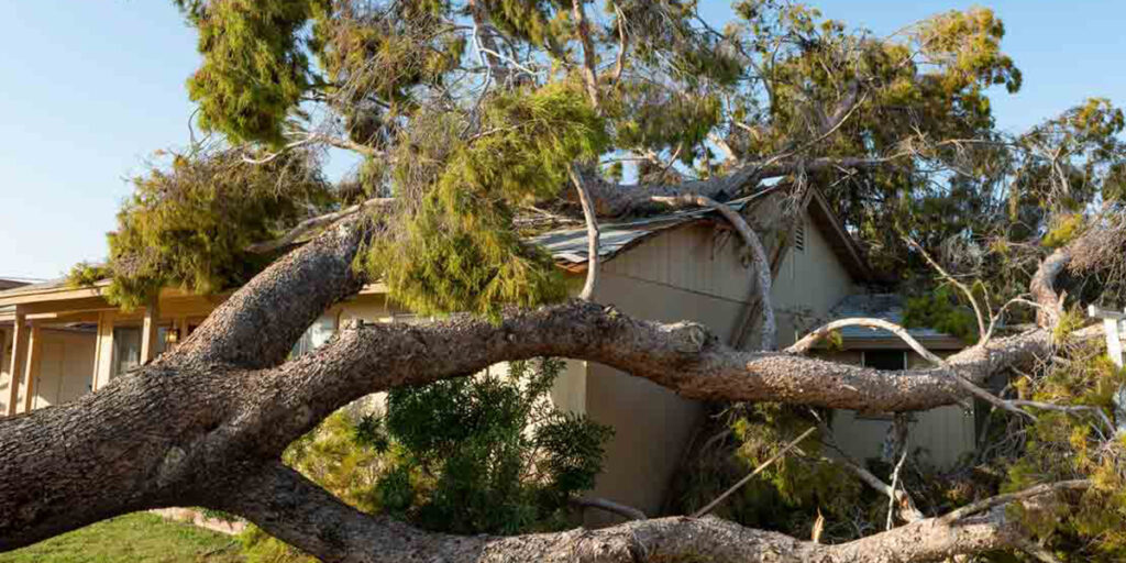 how to identify storm damage on trees