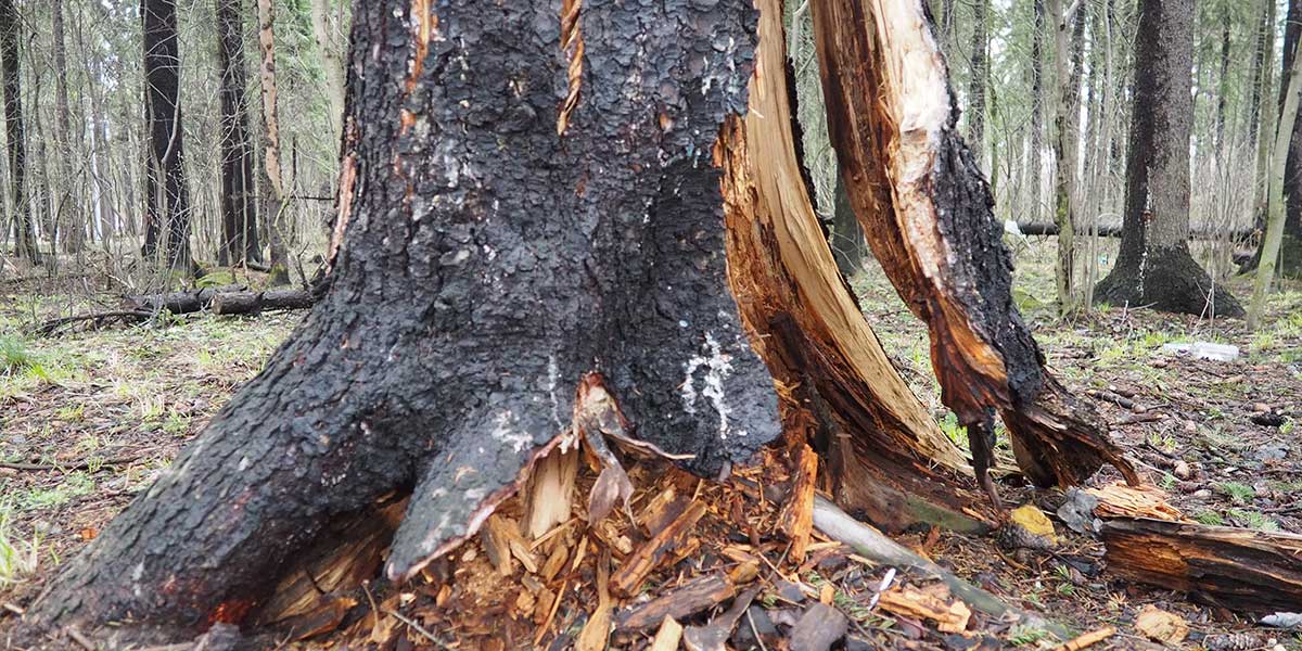 signs you need to remove your tree