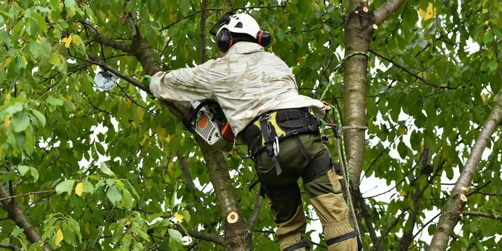 when is the best time to trim a tree