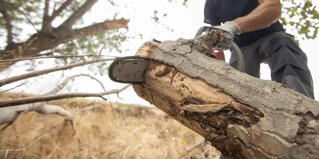 best time of year to remove trees