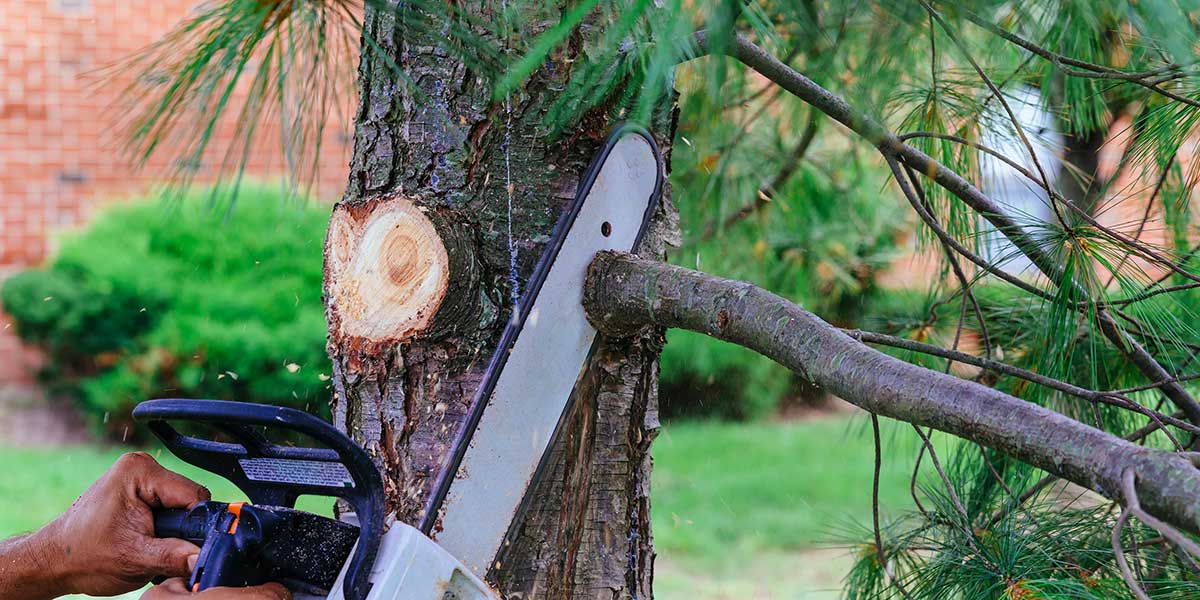 how often to trim trees​
