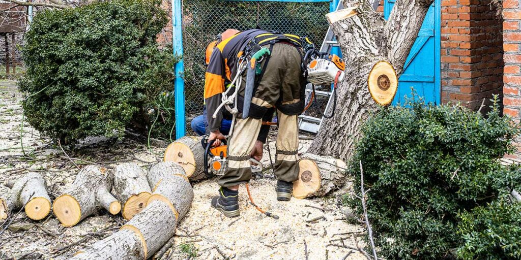 what to expect from an emergency tree service