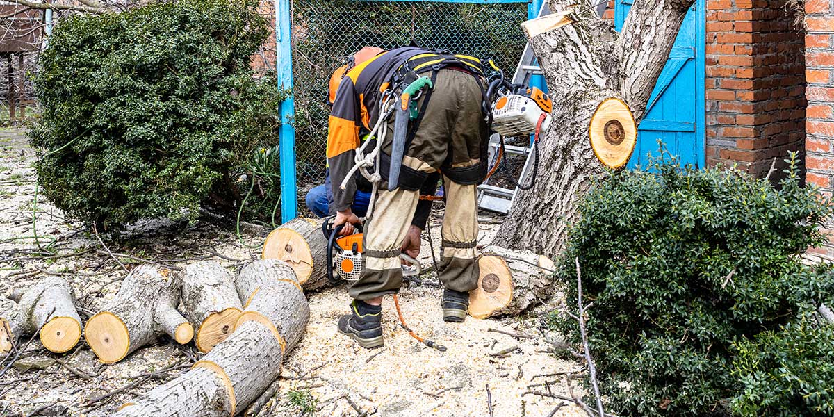 what to expect from an emergency tree service