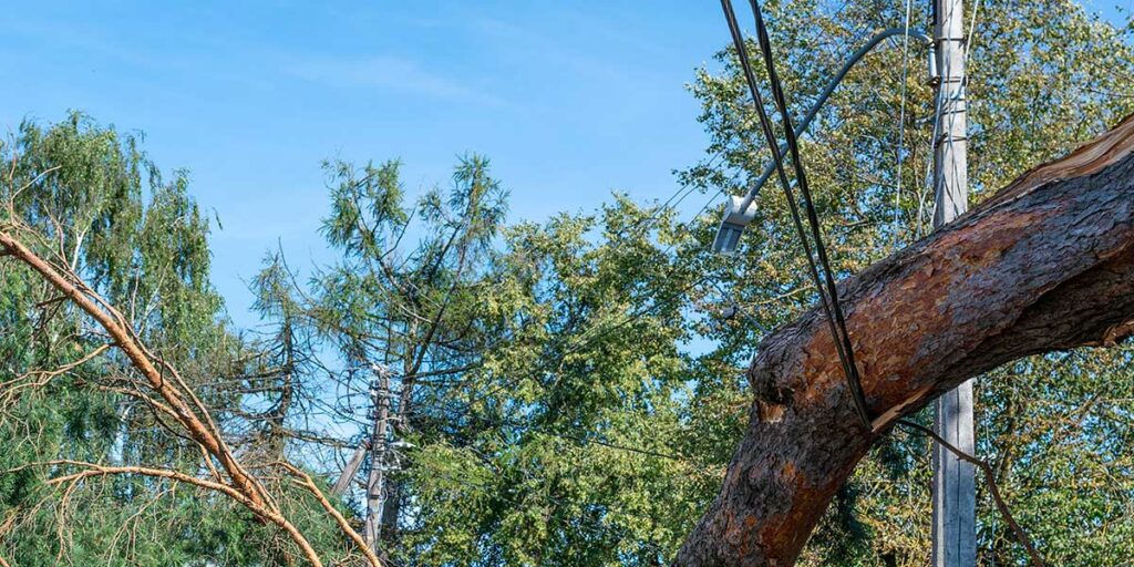 tree falls on power line
