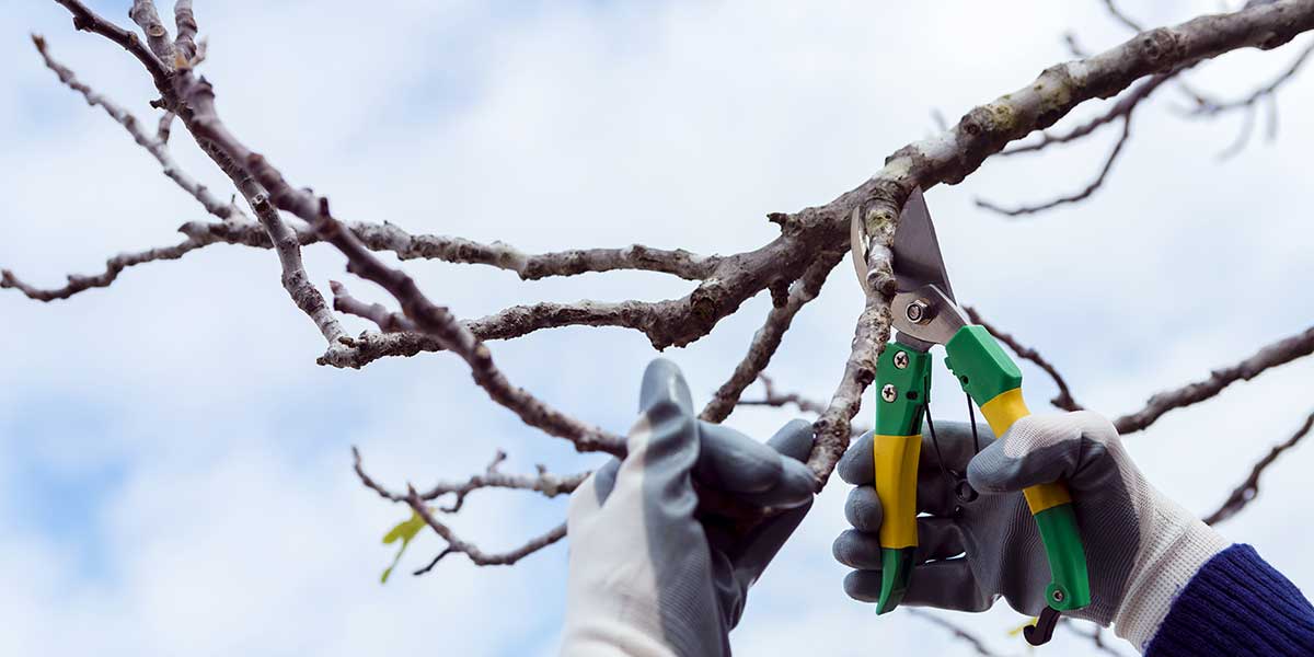tree trimming vs pruning