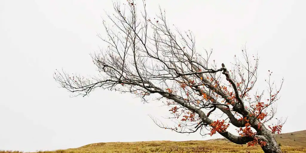 How Much Wind Can Your Trees Withstand?