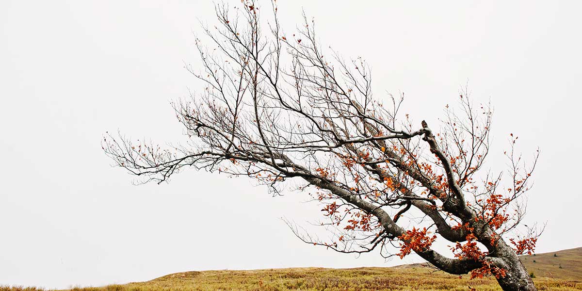 how-much-wind-can-trees-withstand
