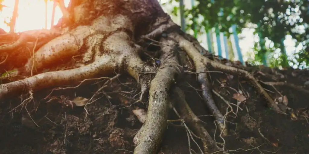 is my tree dead or dormant