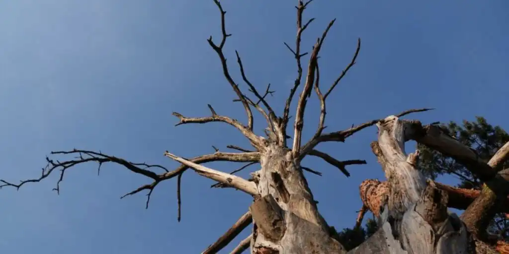 Dead standing tree with dry branches and no leaves in a residential yard | How Long Can a Dead Tree Remain Standing
