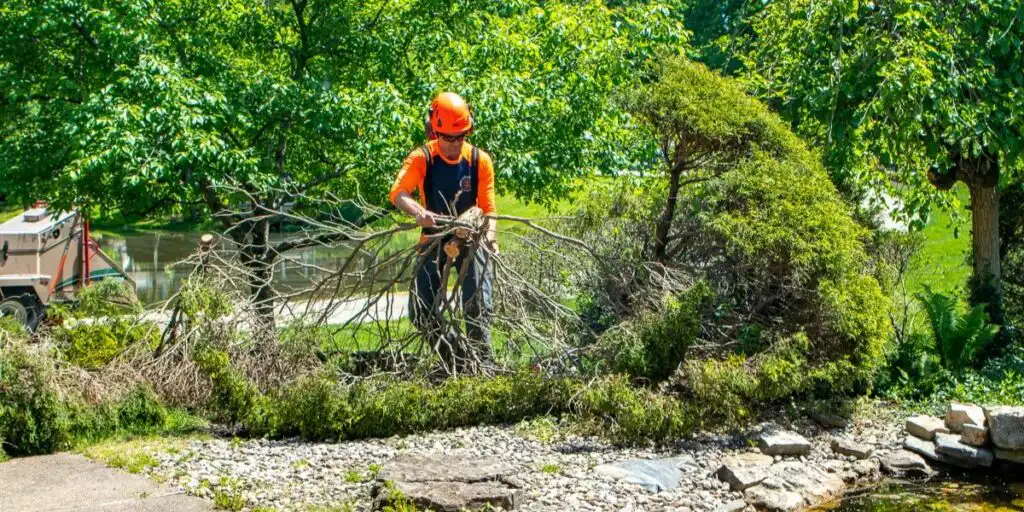 Side-by-side comparison of tree trimming and tree removal services showing a healthy tree being trimmed and a hazardous tree being safely removed by arborists.