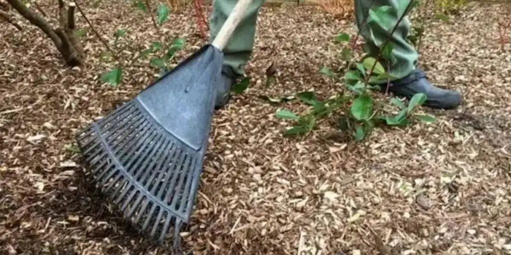 Fresh wood chips left after stump grinding being collected and reused as mulch in a landscaped yard around trees and garden beds.