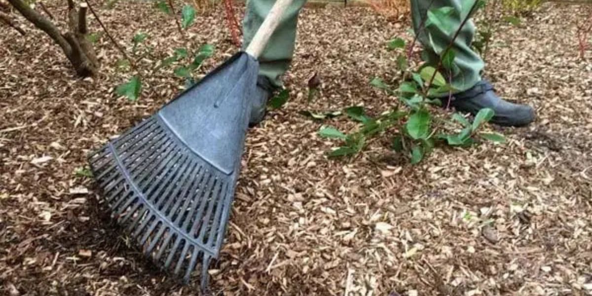 Fresh wood chips left after stump grinding being collected and reused as mulch in a landscaped yard around trees and garden beds.