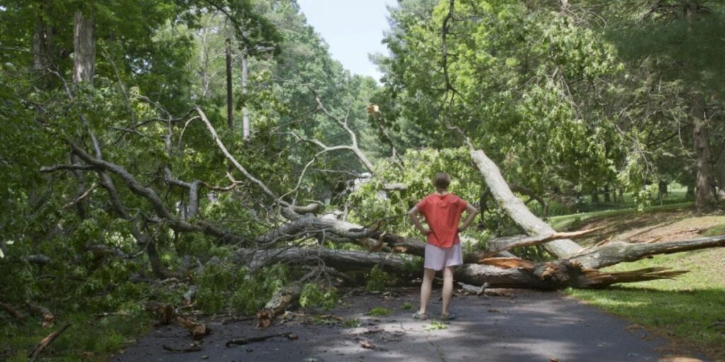 Fallen tree lying across residential property after storm damage requiring cleanup | Who Is Responsible for Fallen Tree Removal