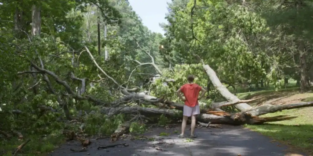 Fallen tree lying across residential property after storm damage requiring cleanup | Who Is Responsible for Fallen Tree Removal