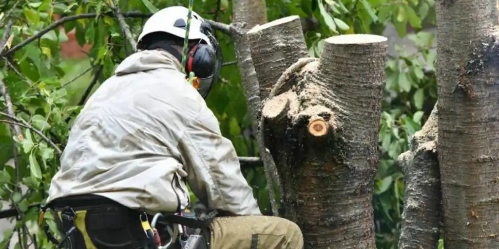Severely cracked tree trunk being inspected by an arborist due to the risk of structural failure and the need for immediate removal | Why Severely Cracked Tree Trunks Require Immediate Removal