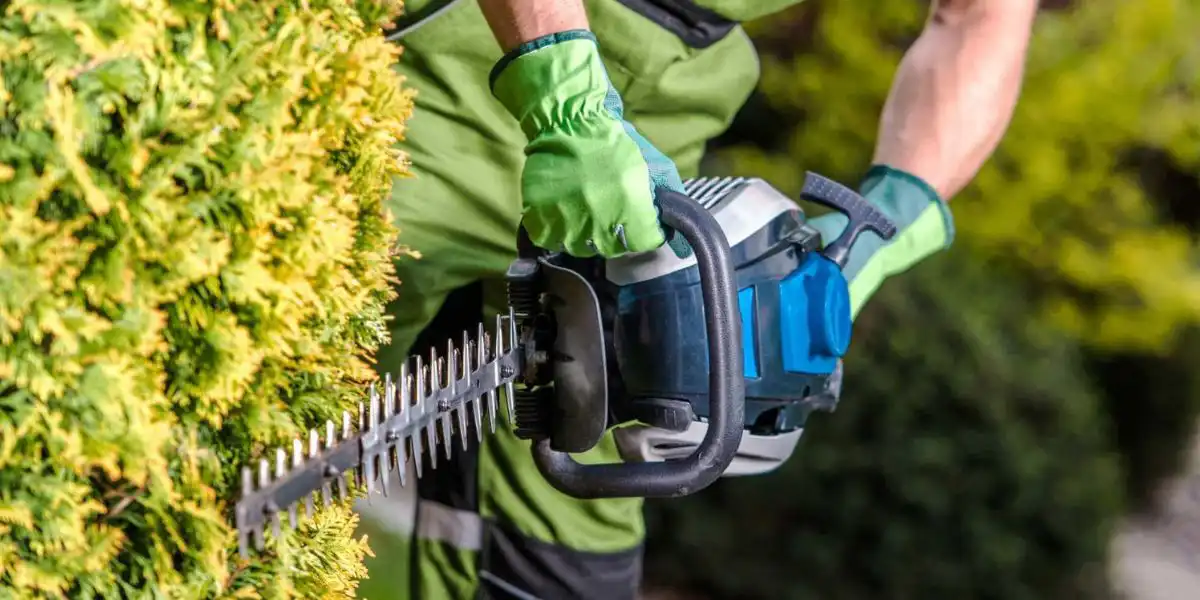 Professionally trimmed trees enhancing the curb appeal and overall appearance of a well-maintained residential property | Tree Trimming for Curb Appeal