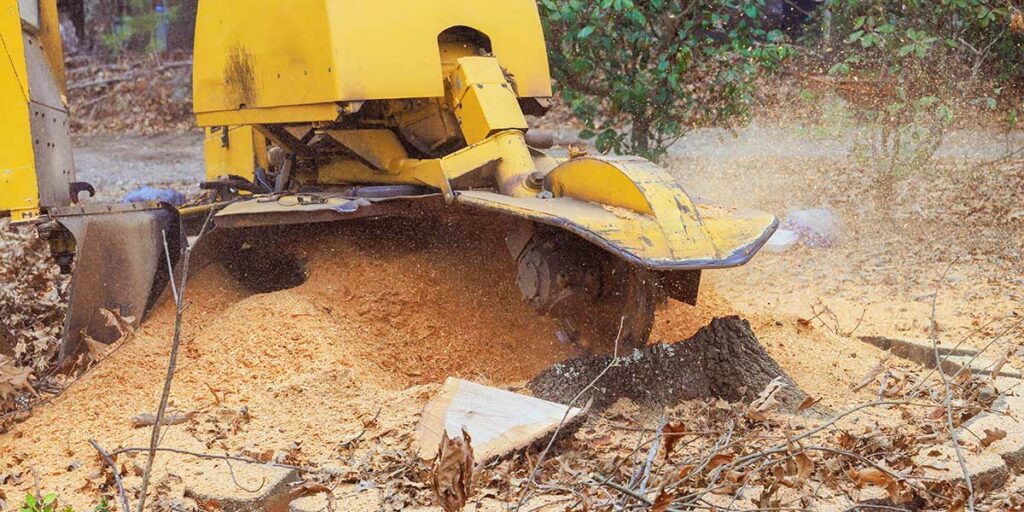 Yellow stump grinder machine pulverizes a tree stump into sawdust to eliminate potential habitats for pests and wood-destroying insects.