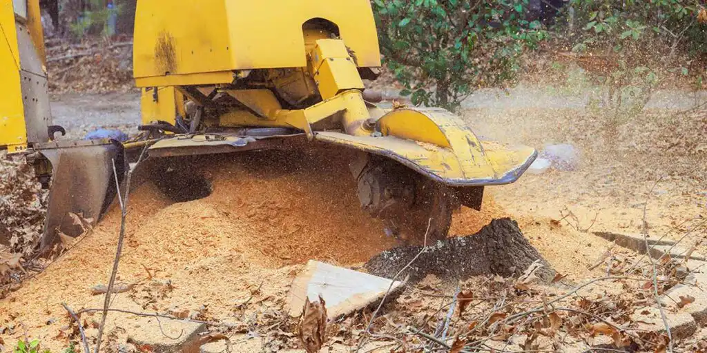 Yellow stump grinder machine pulverizes a tree stump into sawdust to eliminate potential habitats for pests and wood-destroying insects.