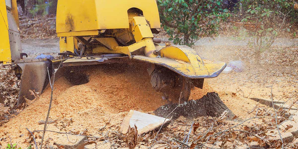 Yellow stump grinder machine pulverizes a tree stump into sawdust to eliminate potential habitats for pests and wood-destroying insects.