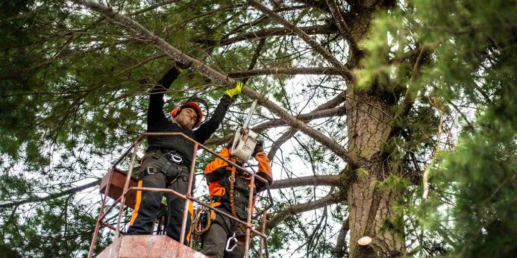 Two arborists in a lift trim thick pine tree branches with a chainsaw to improve property airflow and ventilation.