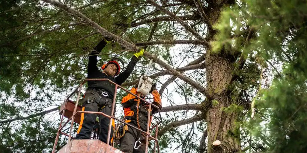 Two arborists in a lift trim thick pine tree branches with a chainsaw to improve property airflow and ventilation.