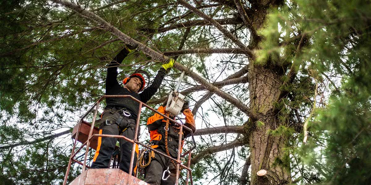 Two arborists in a lift trim thick pine tree branches with a chainsaw to improve property airflow and ventilation.