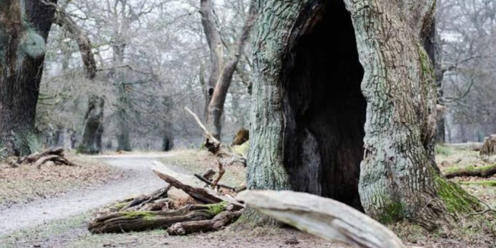 Certified arborist inspecting a mature tree with a large hollow trunk to evaluate its structural integrity and determine whether removal is necessary | Should a Hollow Tree Be Removed?
