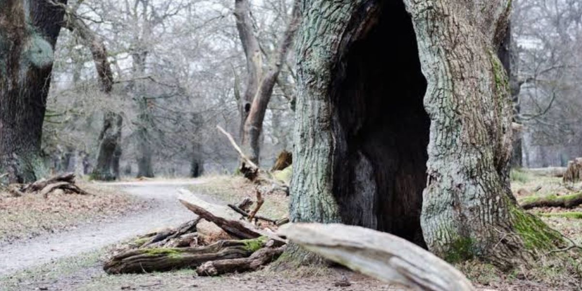 Certified arborist inspecting a mature tree with a large hollow trunk to evaluate its structural integrity and determine whether removal is necessary | Should a Hollow Tree Be Removed?
