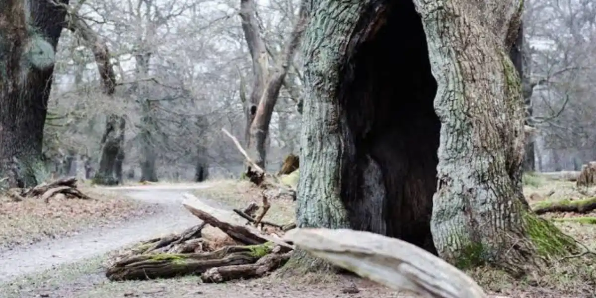 Certified arborist inspecting a mature tree with a large hollow trunk to evaluate its structural integrity and determine whether removal is necessary | Should a Hollow Tree Be Removed?