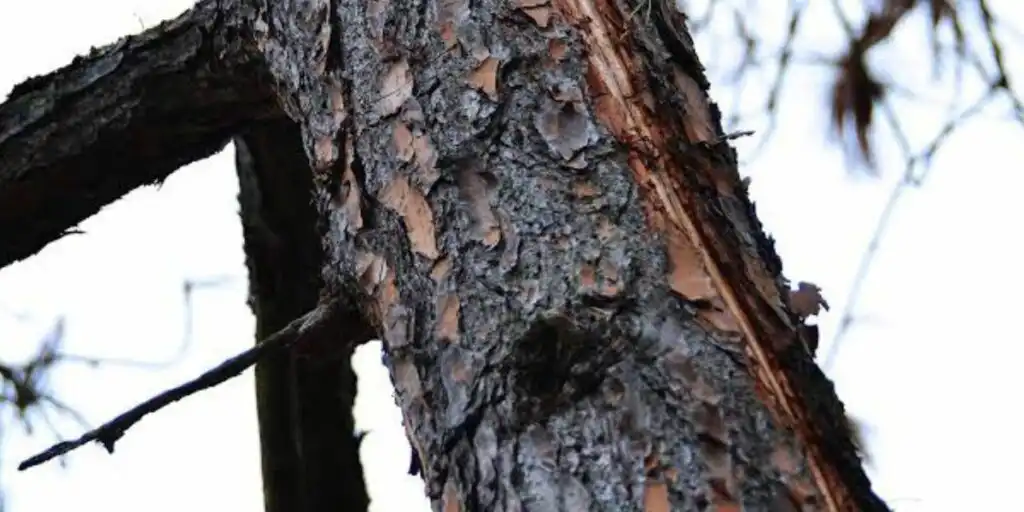 Certified arborist inspecting a tree with visible lightning strike damage to assess structural stability and determine the next steps for safe recovery | What to Do When Lightning Strikes a Tree