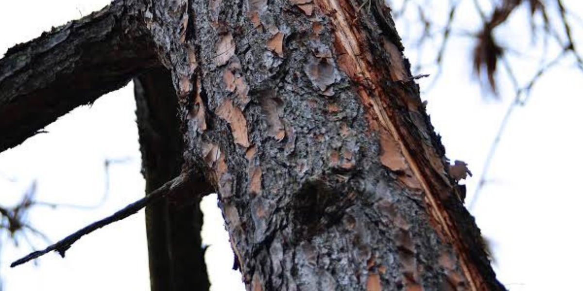 Certified arborist inspecting a tree with visible lightning strike damage to assess structural stability and determine the next steps for safe recovery | What to Do When Lightning Strikes a Tree