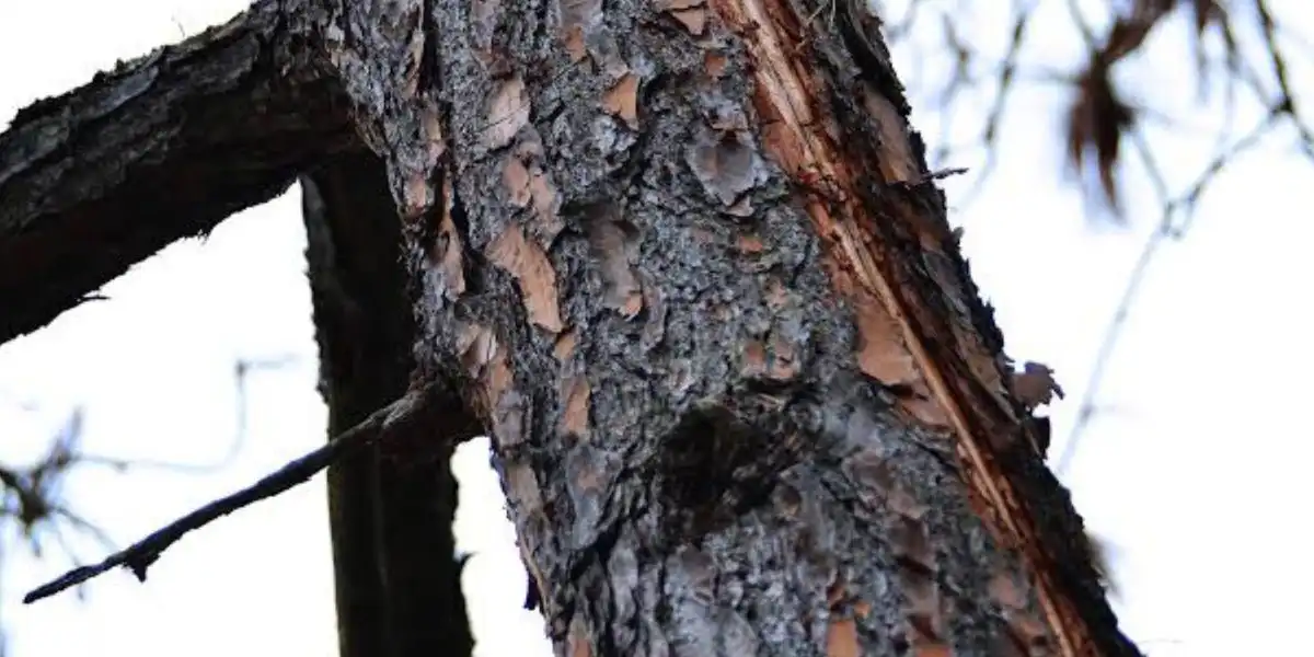 Certified arborist inspecting a tree with visible lightning strike damage to assess structural stability and determine the next steps for safe recovery | What to Do When Lightning Strikes a Tree