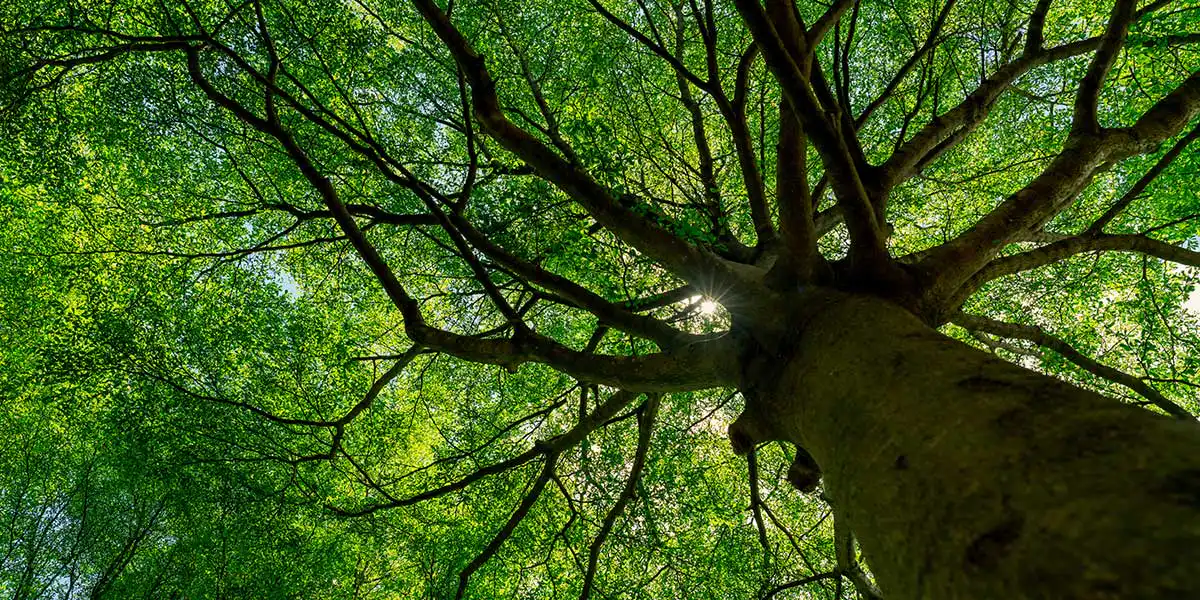Low-angle view of a large tree with thick, spreading branches, illustrating potential hazards and dangers of an overgrown tree.