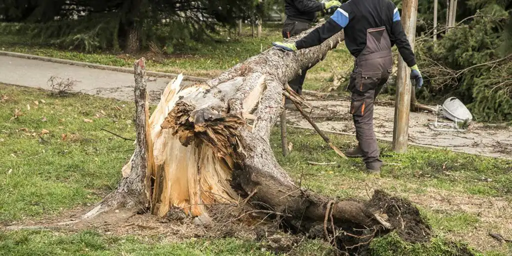 Workers inspect a massive fallen dead tree with a splintered trunk blocking a lawn, highlighting the need for immediate removal.