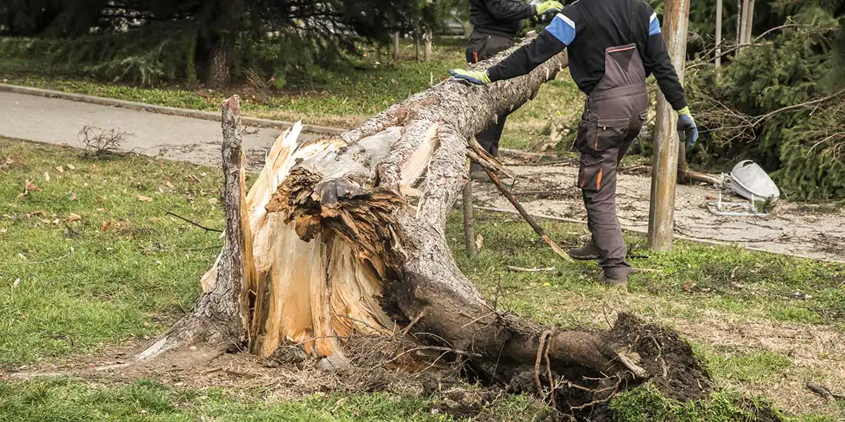Workers inspect a massive fallen dead tree with a splintered trunk blocking a lawn, highlighting the need for immediate removal.