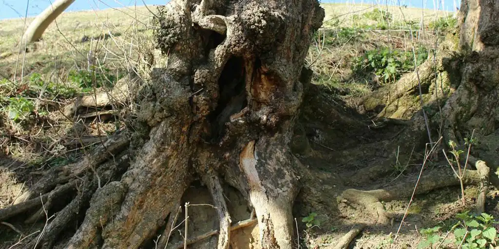 An old tree base showing severe root rot, exposed roots, and hollowed bark damage along an eroded grassy hillside slope.