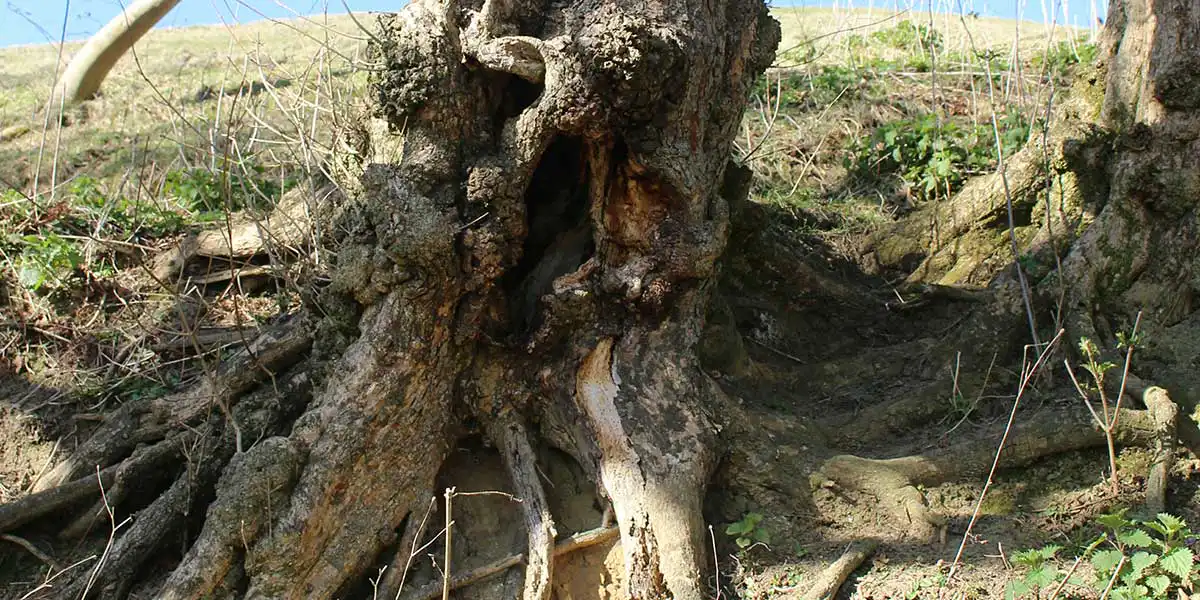 An old tree base showing severe root rot, exposed roots, and hollowed bark damage along an eroded grassy hillside slope.